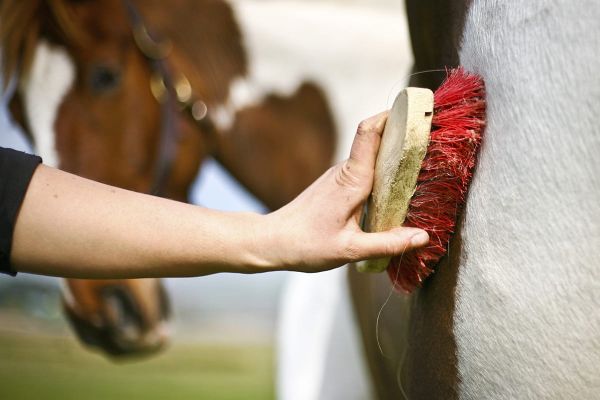 Winterfell ade - Die richtige Pflege während des Fellwechsels
