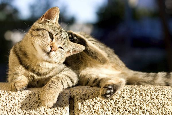 Ohrmilben bei Katzen - Symptome erkennen