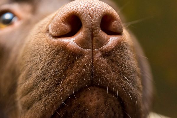 Die Supernase – Was die Nase zum besten Sinn des Hundes macht