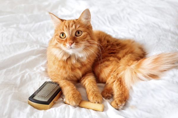 Fellwechsel bei Katzen – eine haarige Angelegenheit