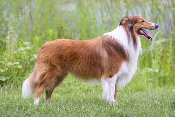 Hundejob - Filmhund