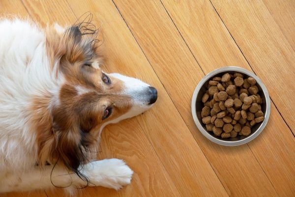 Verdauungsstörung bei Hunden - Hund frisst nicht