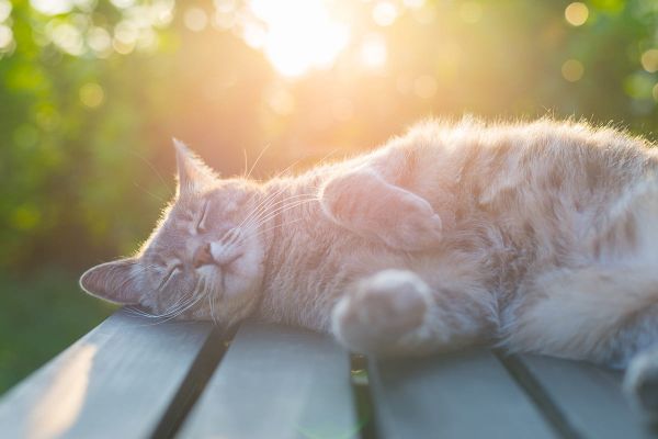 Die richtige Fellpflege für gesundes und glänzendes Katzenfell