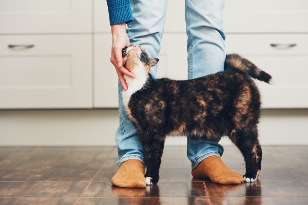 Bedeutung des Katzenbuckels - Katze möchte kuscheln