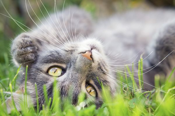 Die Schnurrhaare (Vibrissen) - der 6. Sinn der Katze