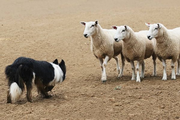 Hütehund bei der Arbeit mit Schafen