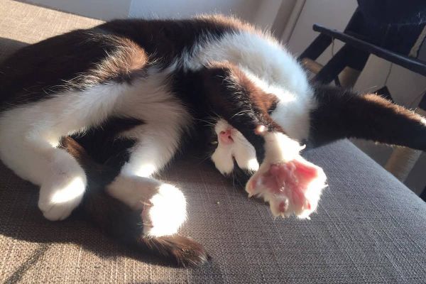Elvis der blinde Kater - Elvis in der Sonne