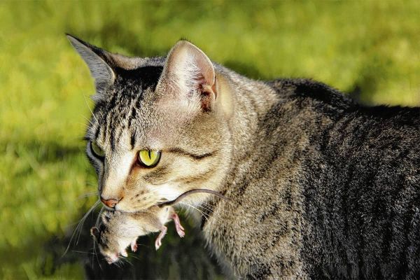 Fütterung von Katzen - Tipps zu Auswahl und Umstellung des Futters