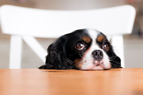 Ihrem Hund konsequent das Betteln und Klauen abgewöhnen