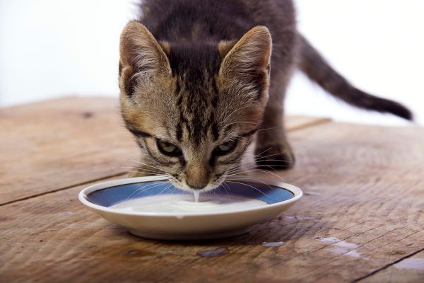 Milch trinkende Katze