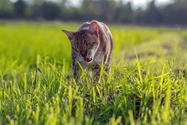 Erbrechen bei Katzen - Ursachen und was dagegen getan werden kann