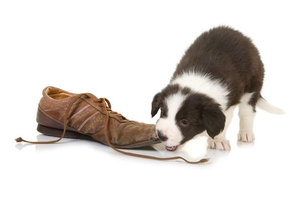 Warum Hunde Schuhe und Socken lieben - Zahnschmerzen bei Welpen