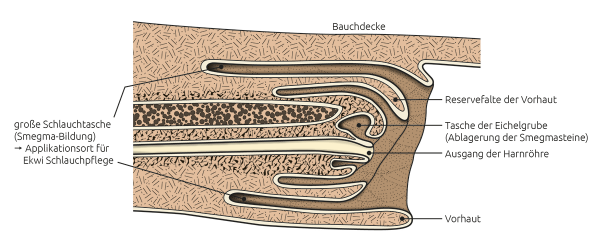 Anatomische Zeichnung der Schlauchtasche des Pferdes