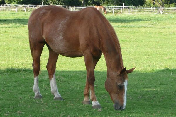 Das Rentnerpferd - Würdevoll altern und artgerechte Haltung