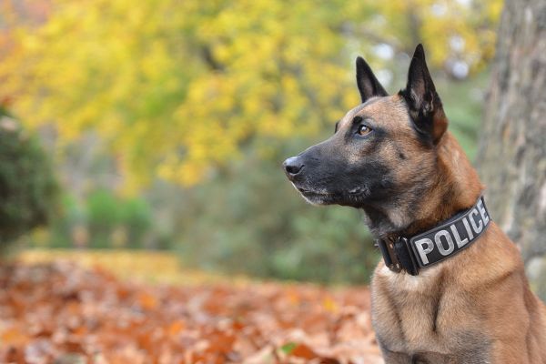 Hundejob – Polizeihund