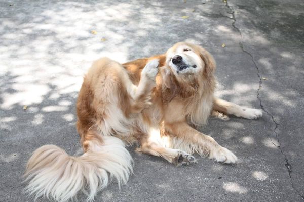 Ohrmilben bei Hunden - Symptome erkennen