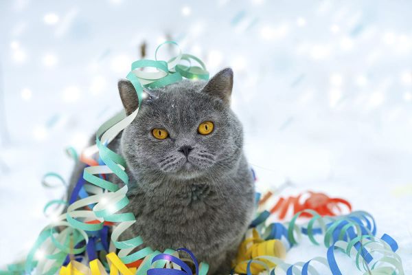 Jahreswechsel - 10 Tipps für eine entspannte Katze an Silvester