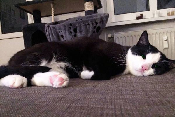 Elvis der blinde Kater - schlafender Elvis