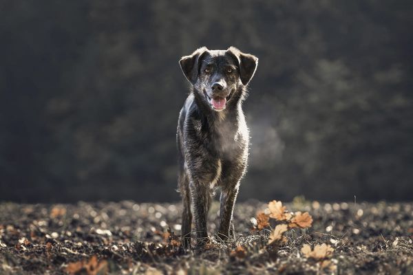 Rassehund oder doch ein Mischling - Vorteile und Nachteile der Hunderassen