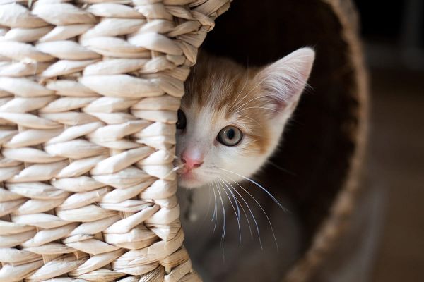 Tipps für eine entspannte Katze an Silvester - Katzenkorb als Rückzugsort