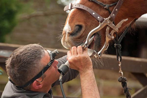 Zahnpflege bei Pferden - Pferd bei Zahnbehandlung
