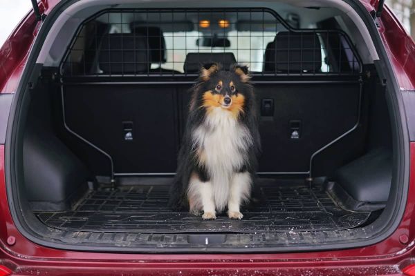 Hundegruch im Auto bekämpfen