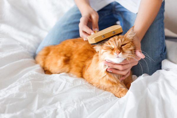 Haarlinge bei Katzen - Haarlingsbefall bei Katzen pflegen