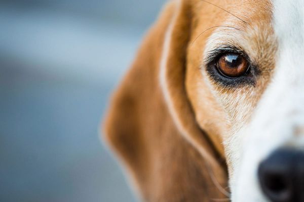 Gereizte und tränende Augen bei Hunden