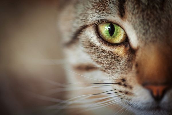 Das Katzenauge - gute Sicht auch bei wenig Licht