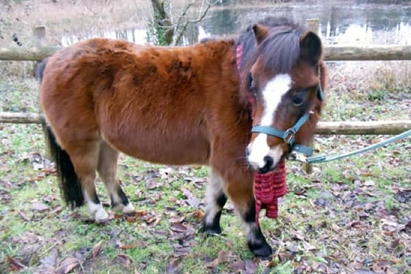 Ekzemerhaut bereits im Winter pflegen und nachhaltig schützen