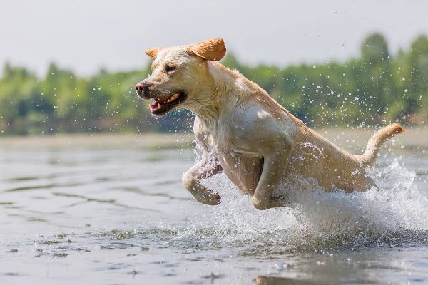 Von wasserscheu zu Wasserratte - Schwimmtraining für Hunde