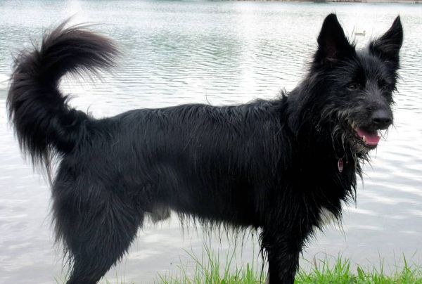 Paco - ein Mischling voller Energie