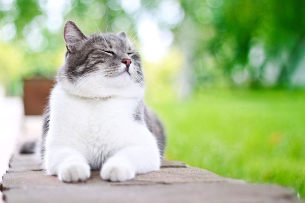 Diabeteserkrankung bei Katzen
