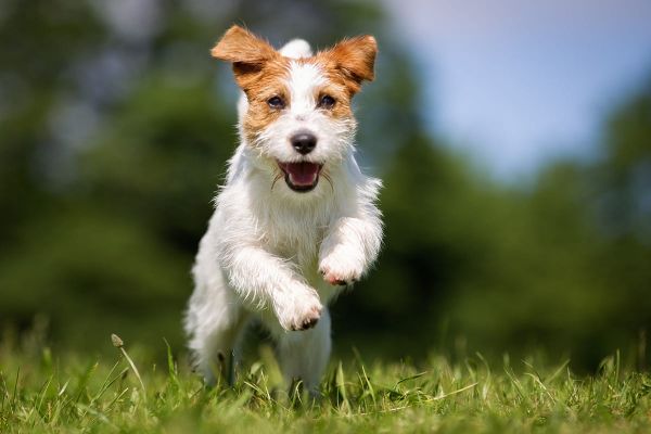 Arthrose bei Hunden - Ursachen