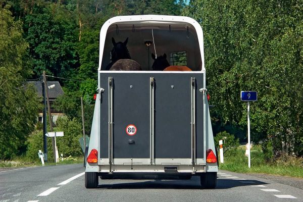 Mit dem Pferdeanhänger unterwegs - Sicher reisen mit dem Pferd