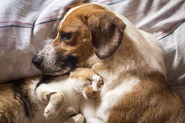 Tipps & Tricks für ein harmonisches Zusammenleben von Hund und Katze