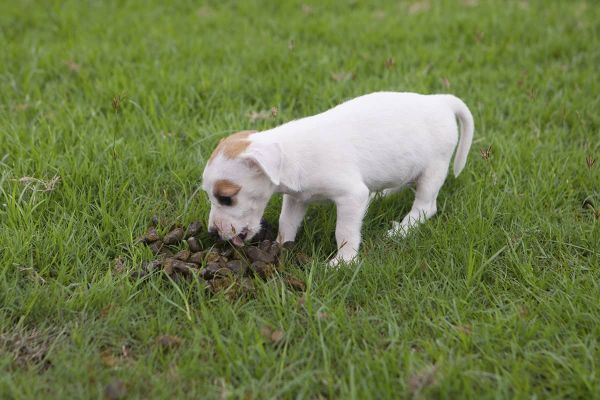 Koprophagie bei Hunden - Welpe frisst Kot