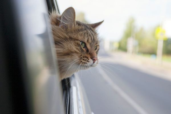 Mit der Katze im Auto reisen