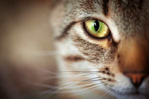 Gereizte und tränende Augen bei Katzen - Häufig betroffene Rassen