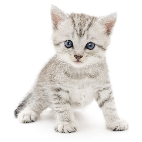 Das Katzenauge - Babykatze mit blauen Augen