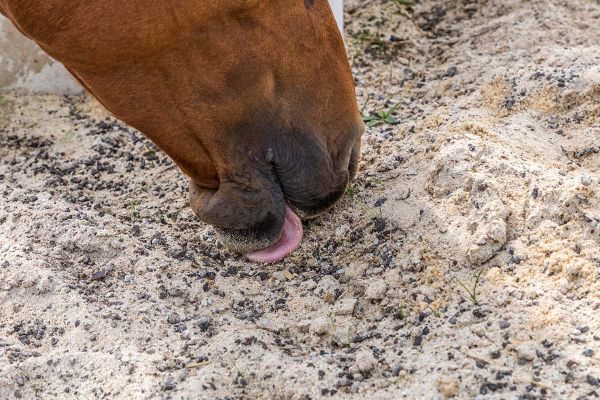 Wenn Pferde Kot und Sand fressen - Gefahr durch Sand im Verdauungstrakt