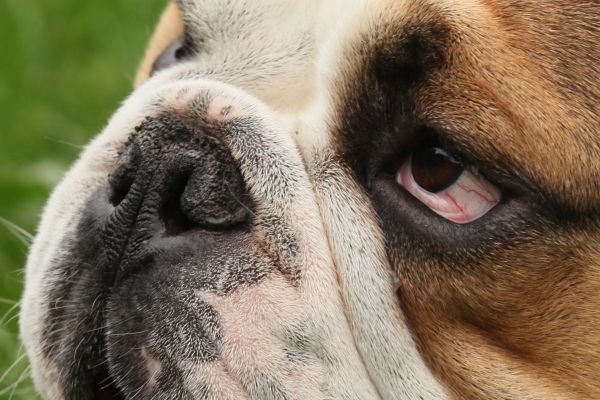 Brachizephales Syndrom bei Hunden - Augenprobleme