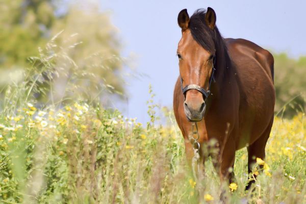 Ein leistungsfähiges Pferd dank gesundem Stoffwechsel