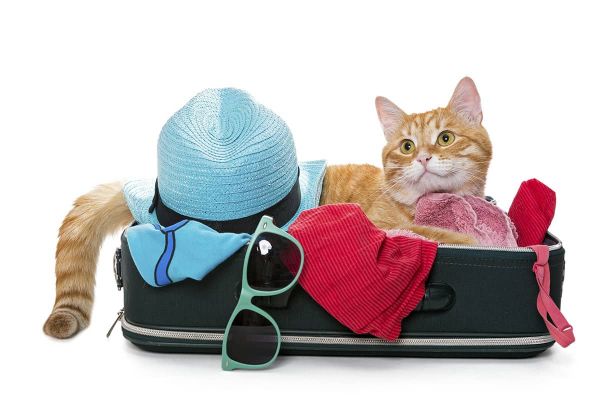 Internationale Reisebestimmungen für Katzen