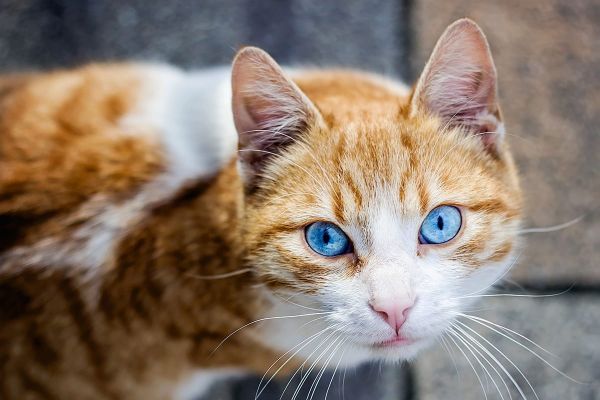 Gereizte und tränende Augen bei Katzen