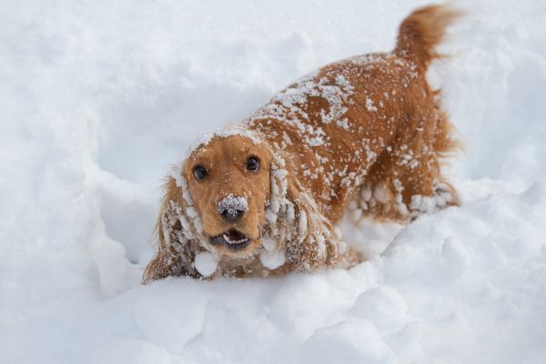 Mit unseren Vierbeinern gekonnt Schnee und Eis trotzen