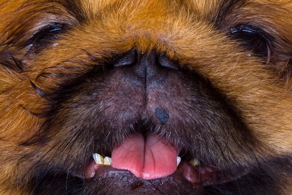 Brachizephales Syndrom bei Hunden - Zähne und Nase