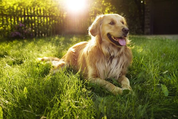 Bakterielle Blasenentzündung bei Hunden - Ursachen