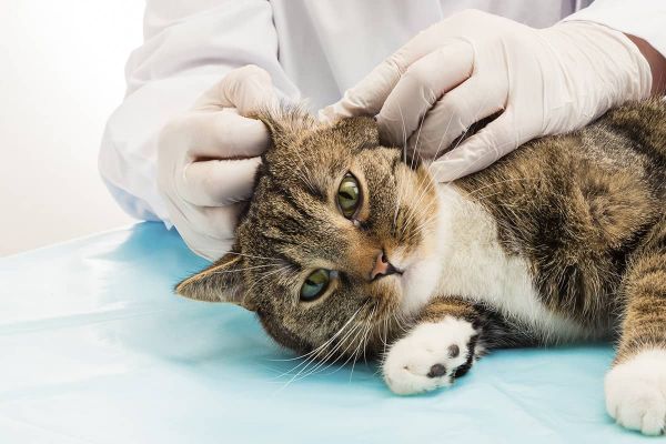 Ohrmilben bei Katzen - Diagnose durch den Tierarzt