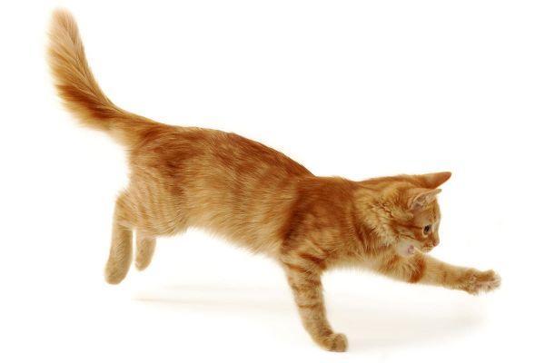 Arthrose bei Katzen - Symptome